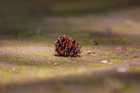 Pine cone on mossy ground Stock Photos