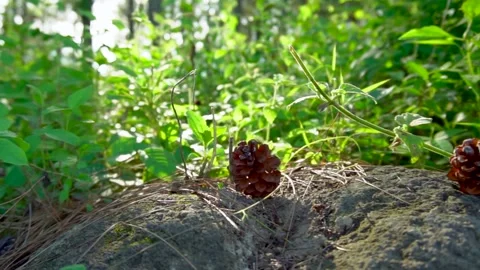 Pine cone on mossy rock Video stock 227708450