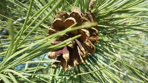 Pine cone  ,nature ,closeup Stock Photos