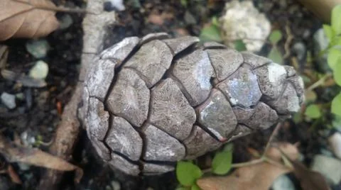 Pine cone  ,nature ,closeup Stock Photos