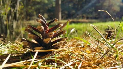 Pine cone on needles in the forest Stock Photos