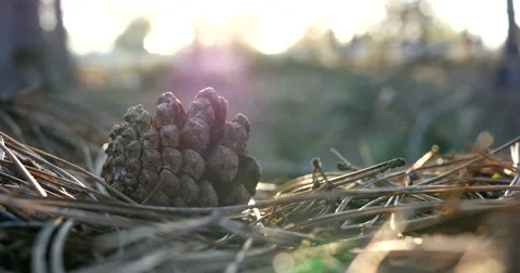 Pine cone on the needles - a walk in the woods Stock Footage 47780701