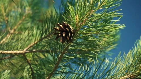 Pine cone nestled among green pine needles on a branch under a clear blue sky, Stock Footage 337696613