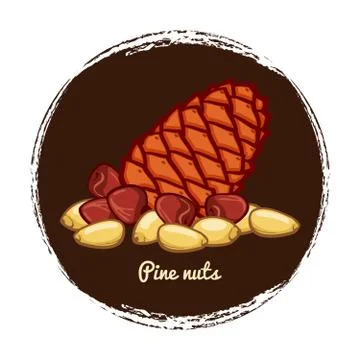 Pine cone with nuts. Hand sketched pine nuts vector illustration Stock Illustration
