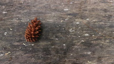 Pine Cone on old wood background. Copy space for element design Stock Photos