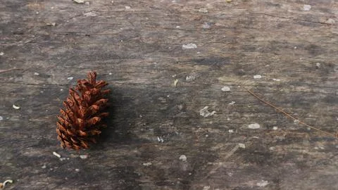 Pine Cone on old wood background. Copy space for element design Stock Photos