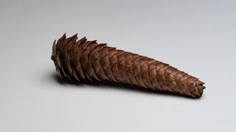 Pine Cone opening fast forward. TIME LAPSE 4K Stock Footage 104097700