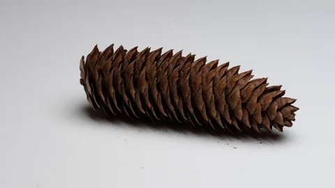 Pine Cone opening fast forward. TIME LAPSE 4K Stock Footage 104097830