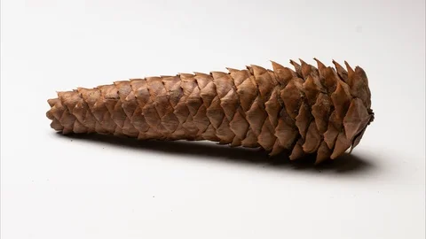 Pine Cone opening fast forward. TIME LAPSE 4K Stock Footage 104098029