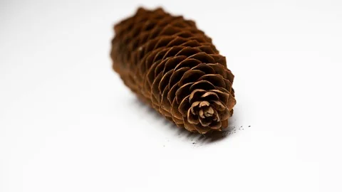 Pine Cone opening fast forward. TIME LAPSE 4K Stock Footage 104098059