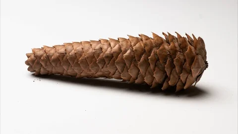 Pine Cone opening fast forward. TIME LAPSE 4K Stock Footage 104098197
