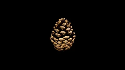 Pine Cone Opening in Time Lapse on a Black Background. Fir Cone Moving Isolat Stock Footage 318598814