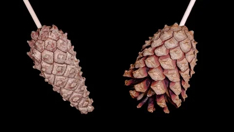 Pine cone opening time lapse Stock Footage 338224507