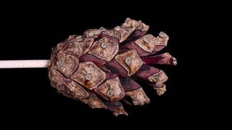Pine cone opening time lapse Video stock 345073928