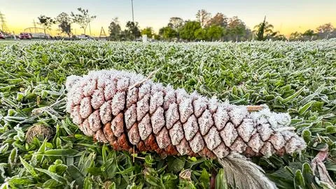 Pine cone (or cone for botanists) covered in frost on grass also covered in i Stock Photos