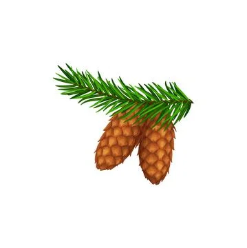 Pine cone or pinecone on fir tree branch, forest Stock Illustration