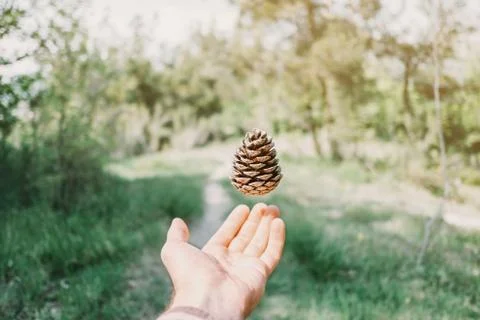 Pine cone over hand. Stock Photos