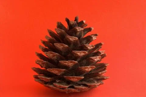 Pine cone over red Stock Photos