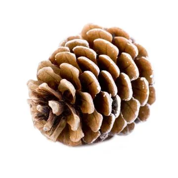 Pine cone over the white background Stock Photos