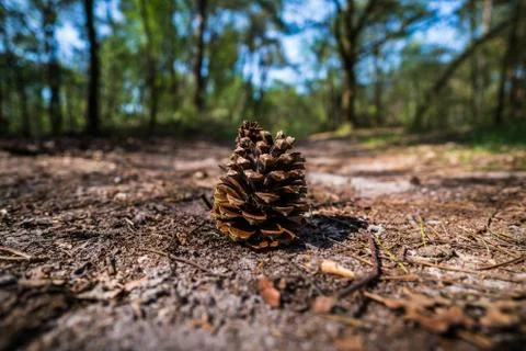 Pine cone on a path in the forest Stock Photos