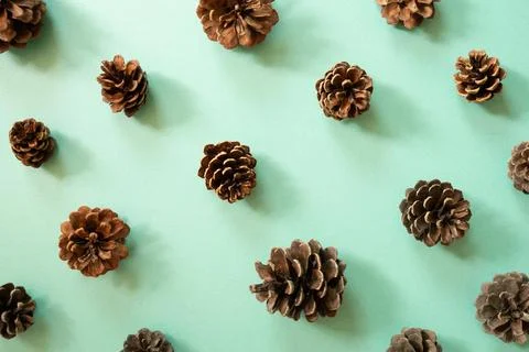 Pine cone pattern on mint green background Stock Photos
