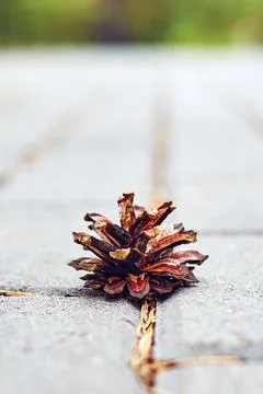 Pine cone on the pavement made of paving stones Stock Photos