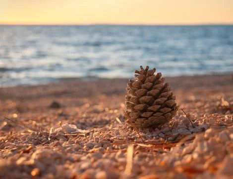 Pine Cone on Pebble Beach at Sunset Stock Photos