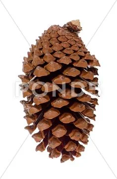 Pine cone Stock Photos