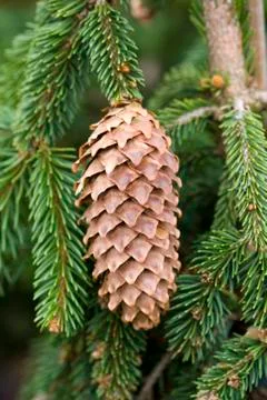 Pine cone Stock Photos