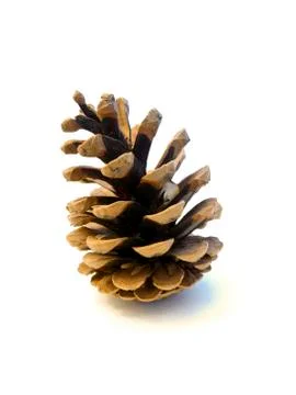 Pine cone Stock-Fotos