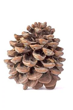 Pine cone Foto stock