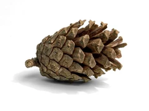 Pine cone Foto stock