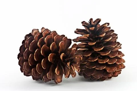 Pine cone 스톡 사진