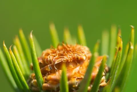 Pine cone Stock Photos