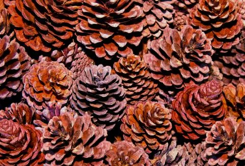 The pine cone Stock Photos