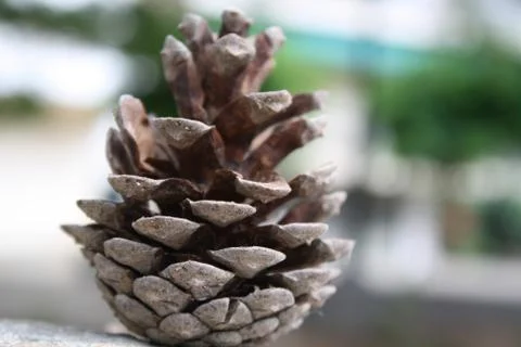 Pine cone Stock-Fotos