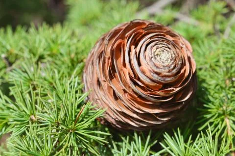 Pine cone 스톡 사진