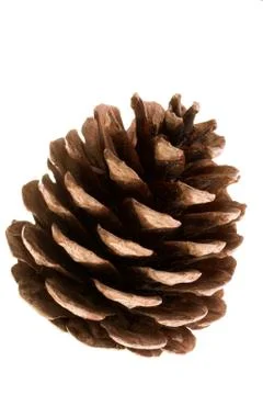 Pine  cone Stock Photos
