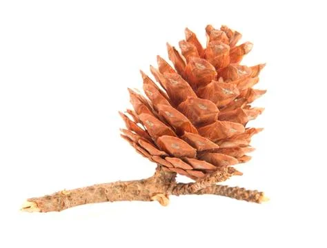 Pine cone Stockfoto's