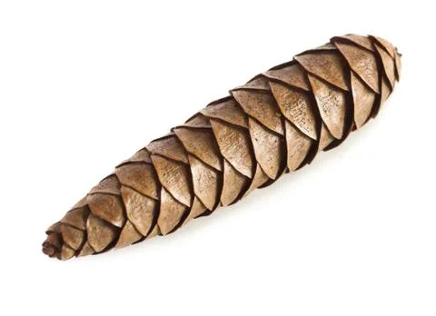 Pine cone Stock Photos