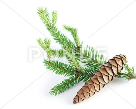 Pine cone Stock Photos