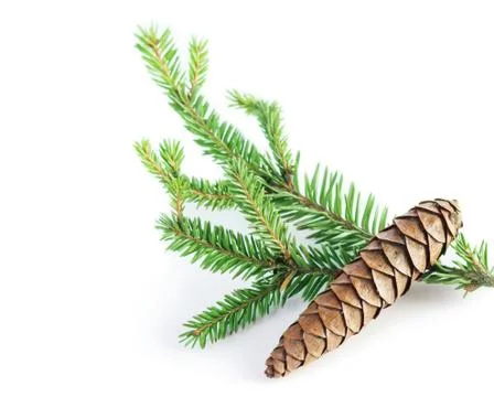 Pine cone Stock Photos