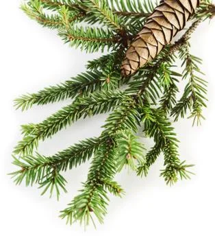 Pine cone Stock Photos