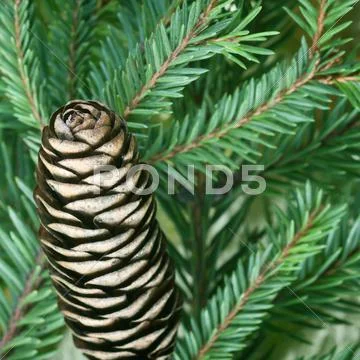 Pine cone Stock Photos