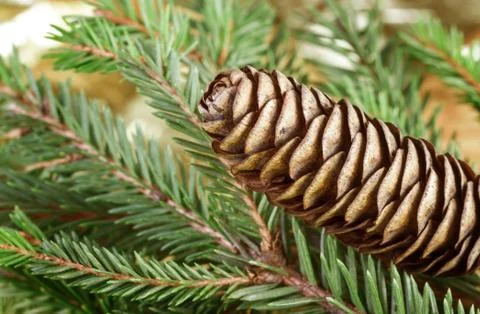 Pine cone Stock Photos