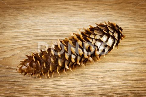 Pine cone Stock Photos