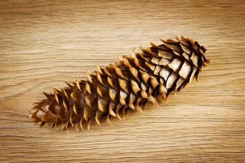 Pine cone Stock Photos