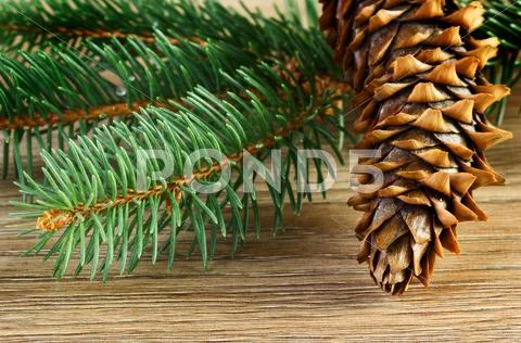 Pine cone Stock Photos