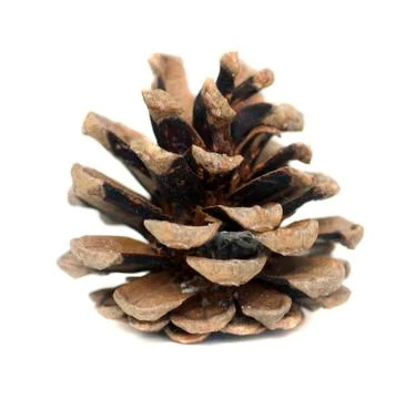 Pine cone Stock Photos