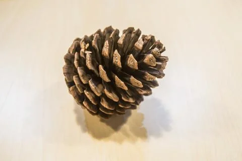 Pine cone Stock Photos